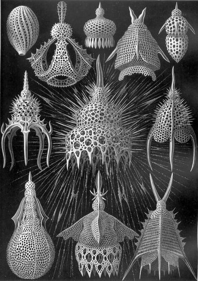 423px-Haeckel_Cyrtoidea.jpg