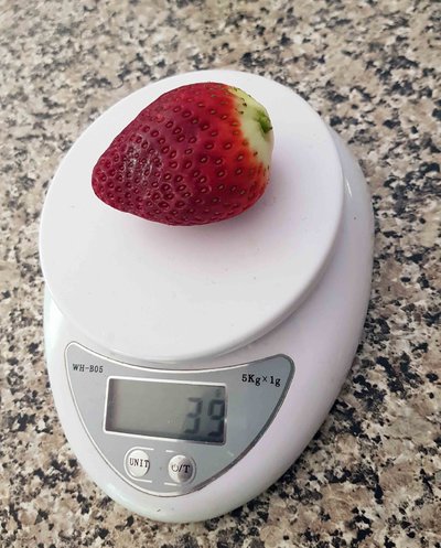 Strawberry on scale.jpg