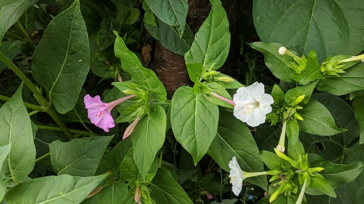 IMG_20180814_175627.jpg