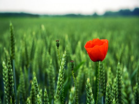 poppy.jpg