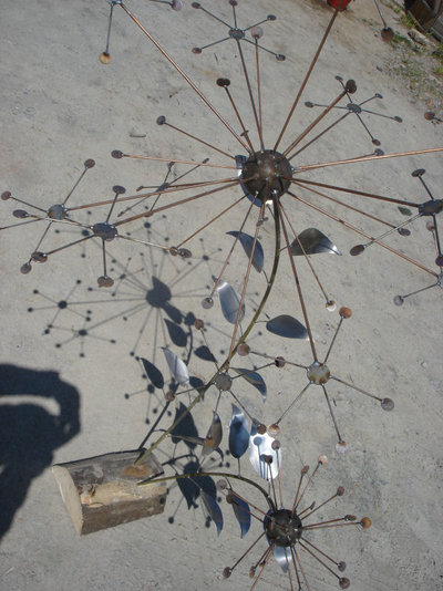 sericum aeratus Turnerii.JPG sericum aeratus Turnerii.JPG