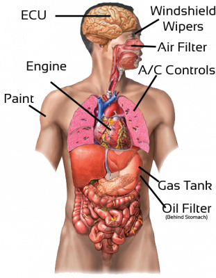 human-diagram-w-car-311x400.png