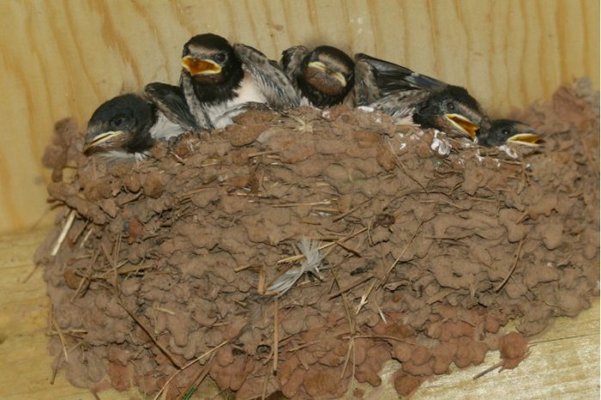 swifts 005 [800x600].jpg