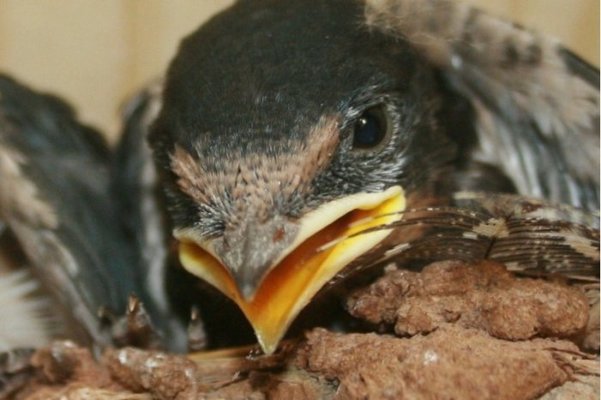 swifts 010 [800x600].jpg