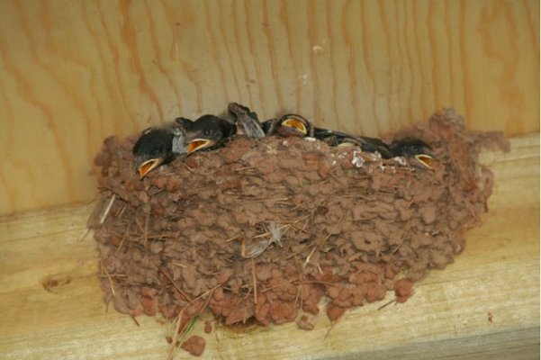 swifts 015 [800x600].jpg