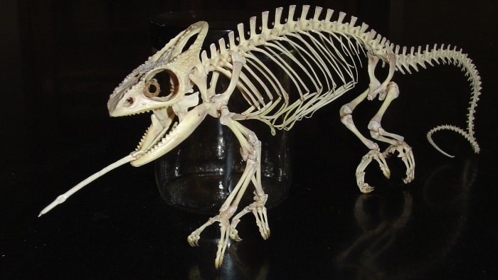 Mellers%20chameleon%20rostral2.jpg