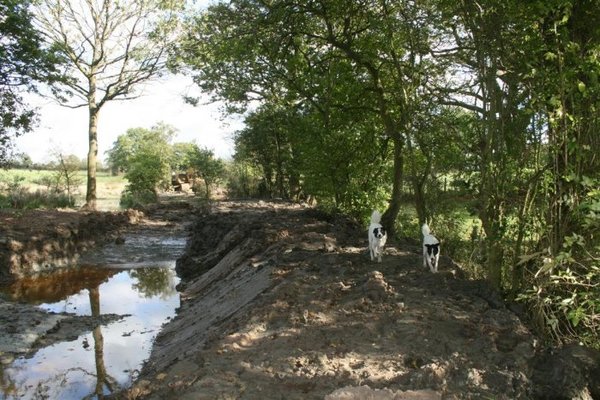 pond extension 022 (Medium).jpg