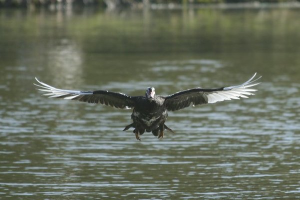 in flight 048.jpg