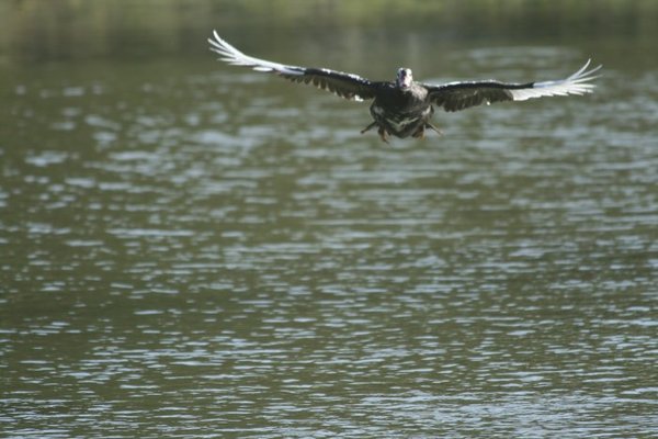 in flight 049.jpg