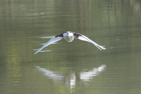 in flight 008.jpg