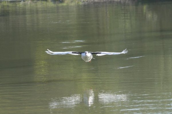 in flight 009.jpg