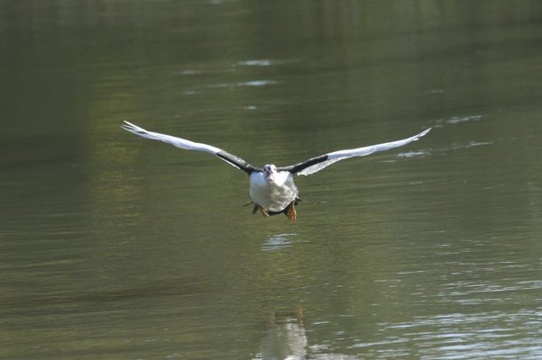 in flight 010.jpg