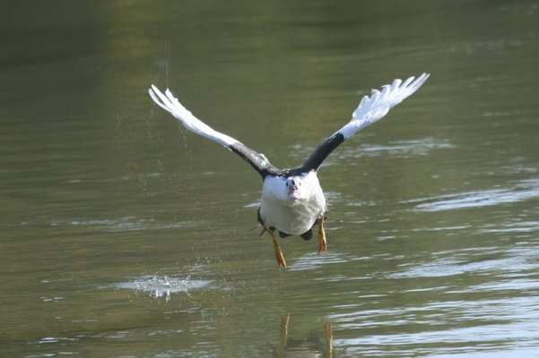 in flight 011.jpg