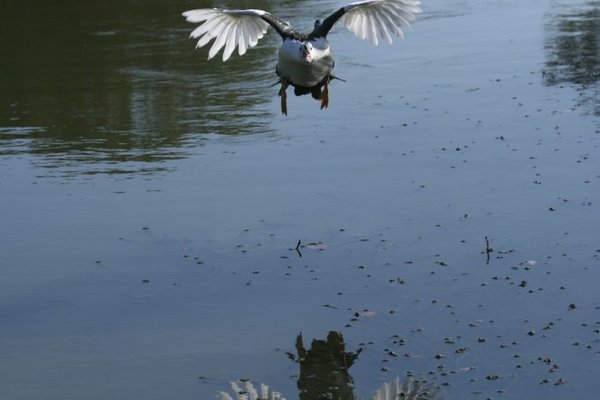 in flight 014.jpg