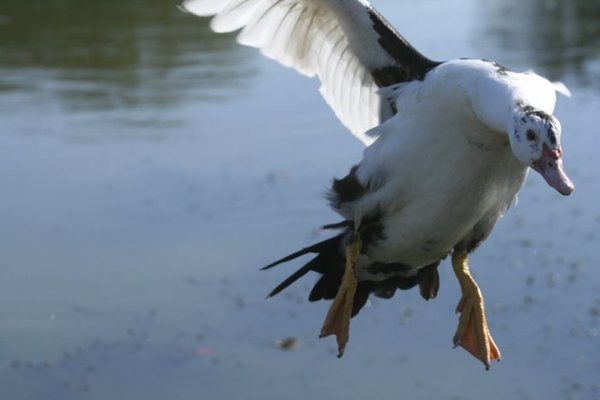 in flight 017.jpg