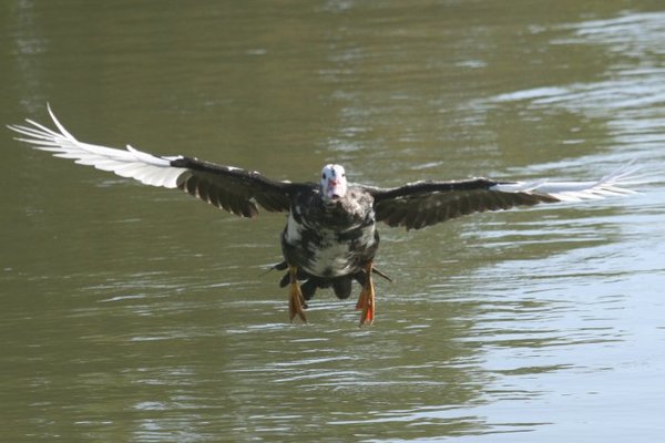 in flight 030.jpg