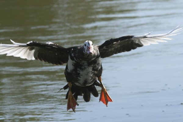 in flight 031.jpg
