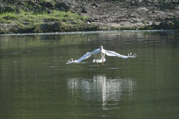 in flight 032.jpg