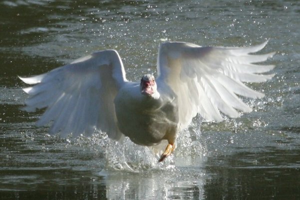 in flight 037.jpg