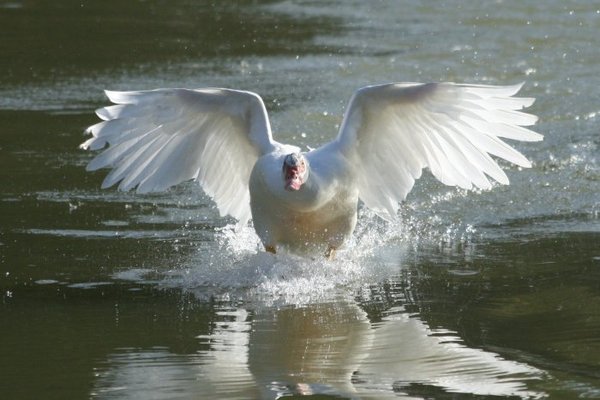 in flight 039.jpg