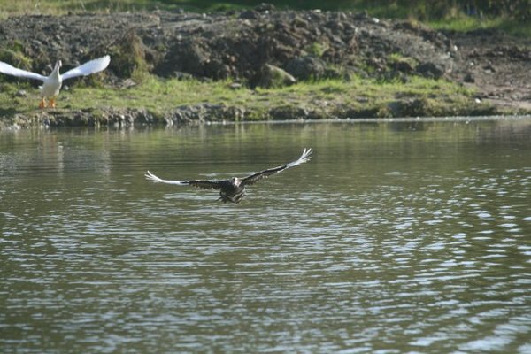 in flight 046.jpg