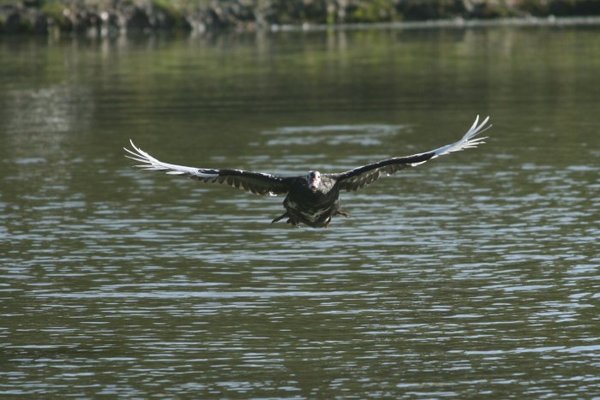 in flight 047.jpg