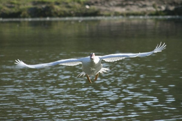 in flight 056.jpg
