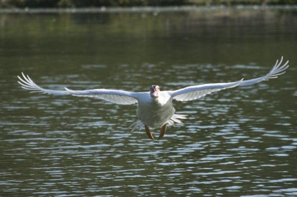in flight 057.jpg