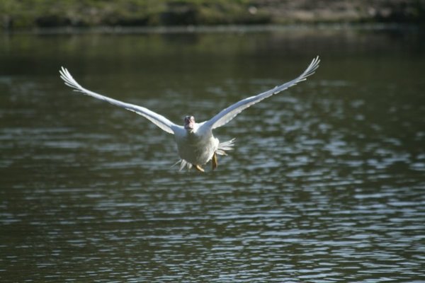 in flight 058.jpg