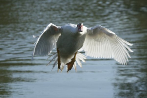 in flight 063.jpg
