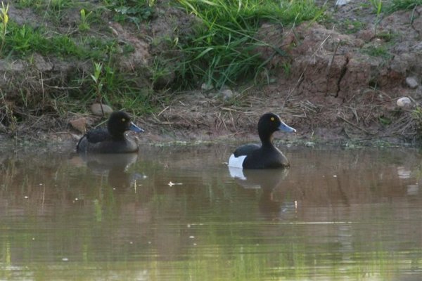 ducks 002 (Medium).jpg
