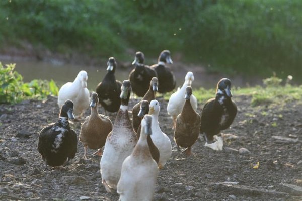ducks 004 (Medium).jpg