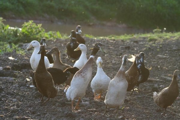 ducks 006 (Medium).jpg