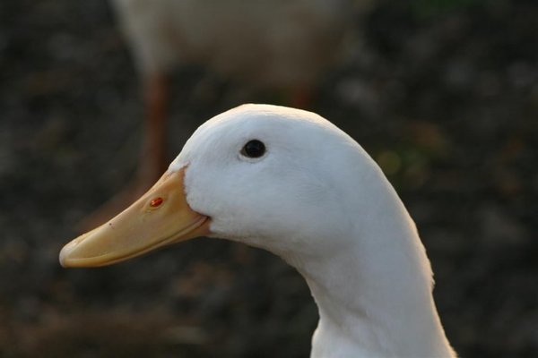 ducks 014 (Medium).jpg