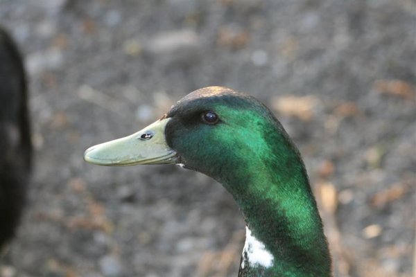 ducks 016 (Medium).jpg