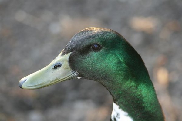 ducks 017 (Medium).jpg