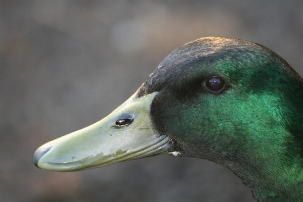 ducks 018 (Medium).jpg