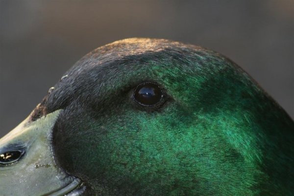 ducks 019 (Medium).jpg