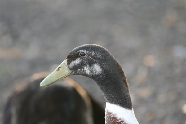 ducks 021 (Medium).jpg