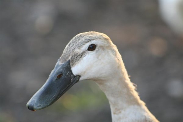 ducks 022 (Medium).jpg