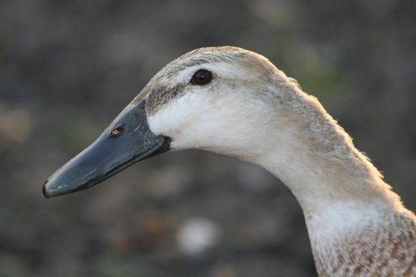 ducks 023 (Medium).jpg