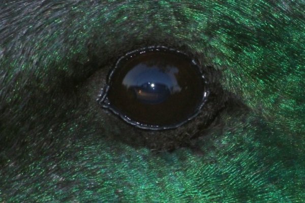 ducks 019.jpg