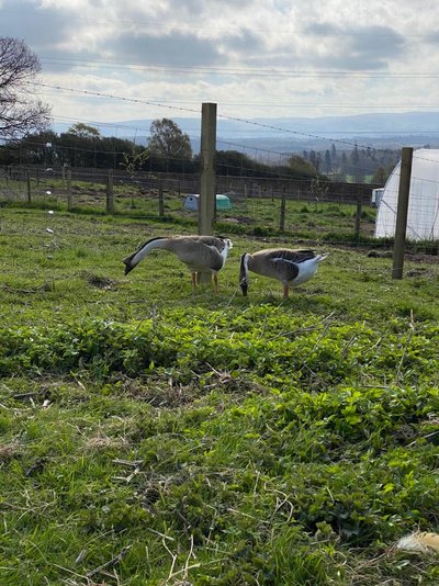 geese2.jpg