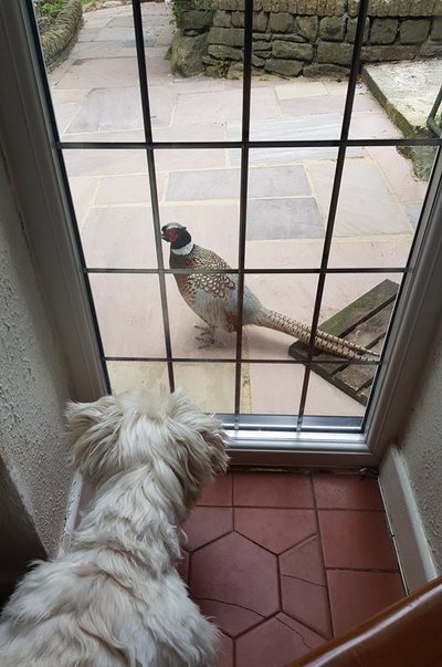 birds03.jpg