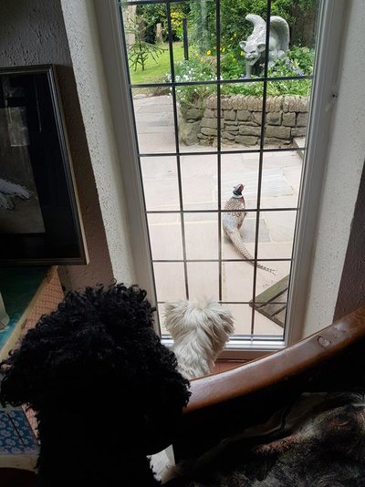 birds04.jpg