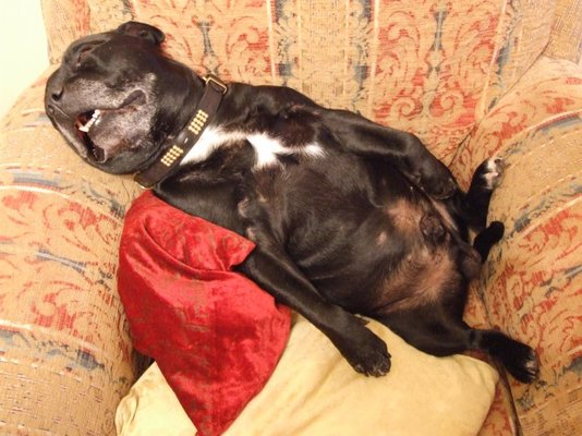 Tyson2.jpg