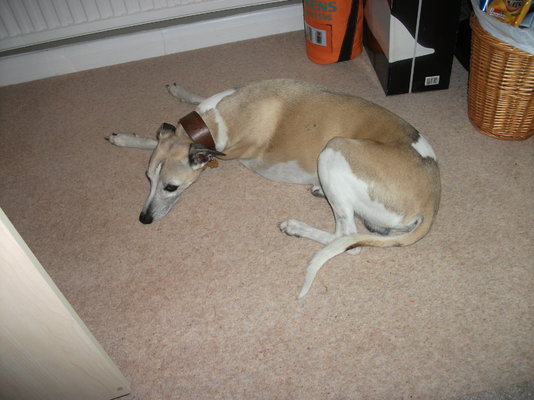 DSCF1250.JPG