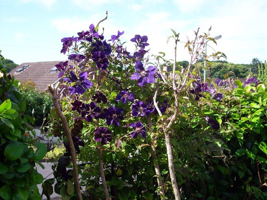 clematis2.JPG