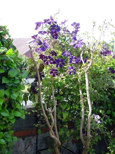 clematis1.JPG
