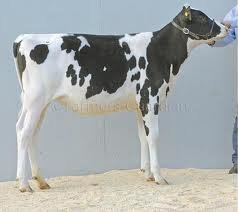 whole calf photo.jpg whole calf photo.jpg